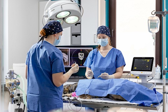 Chirurgie in der Tierarztpraxis Oehring