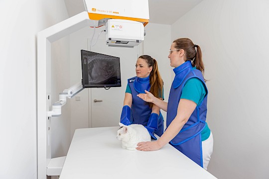 Digitales Röntgen mit Katze