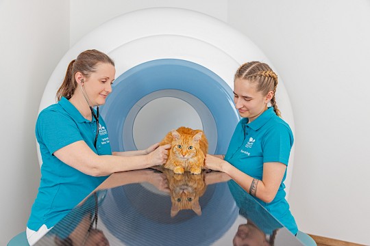 DVT mit Tierärztin & Katze