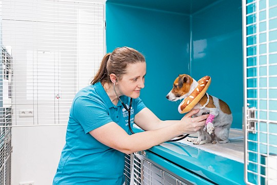 Glasfaserboxen mit Hund & Donut