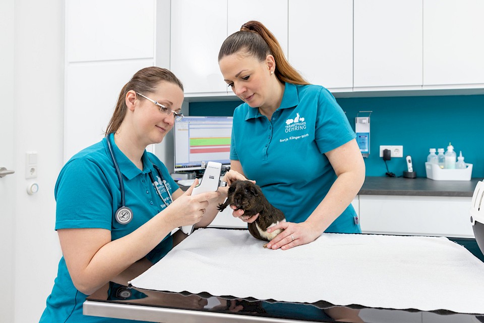 Augenheilkunde bei kleinen Tieren