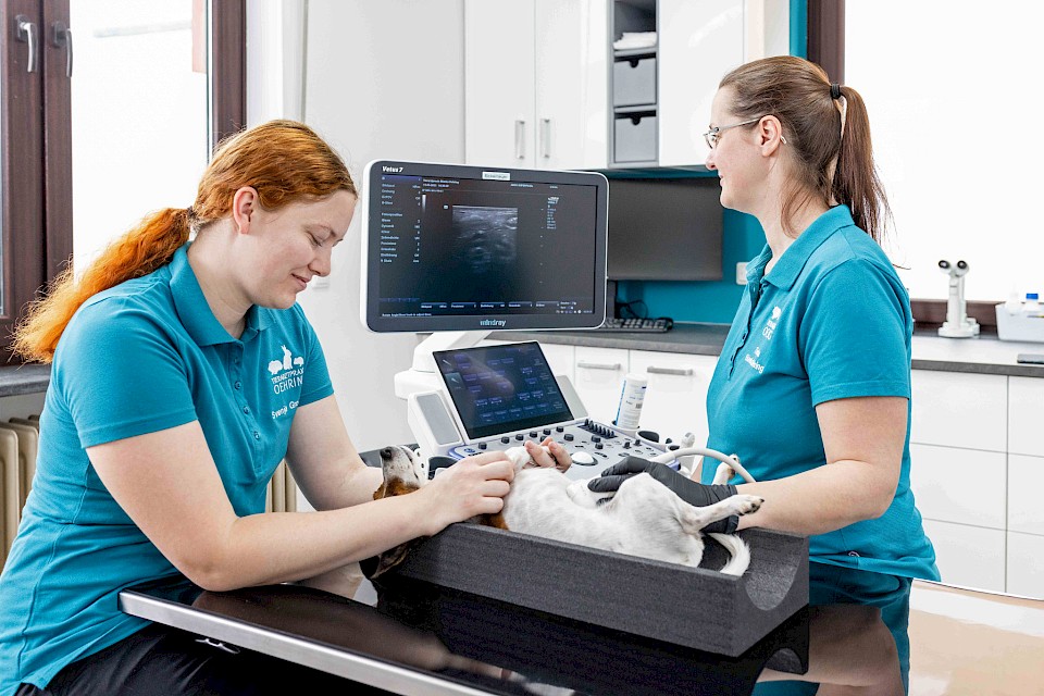 Sonographie bei kleinen Tieren