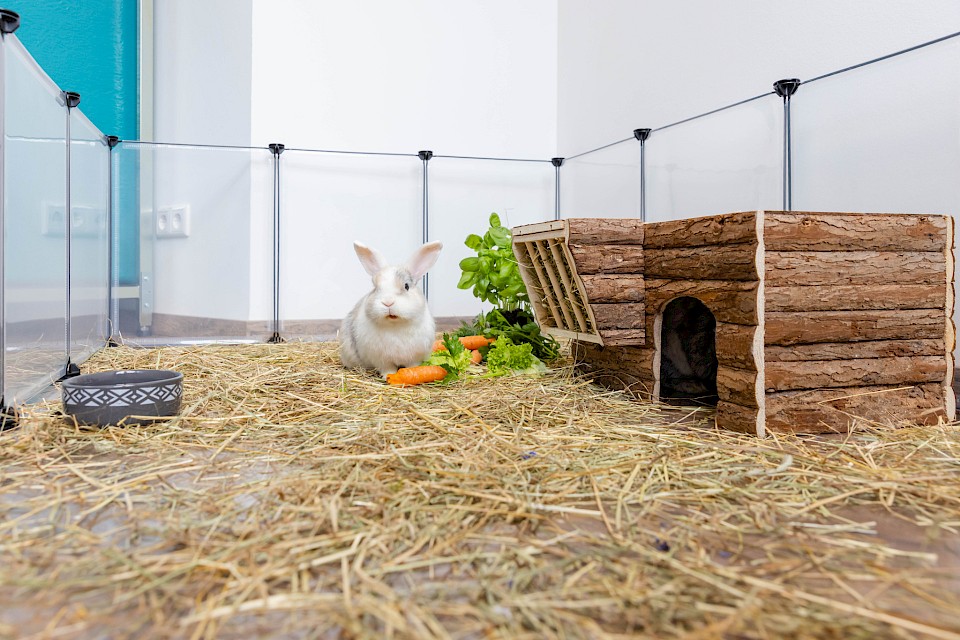 Stationäre Betreuung von kleinen Tieren