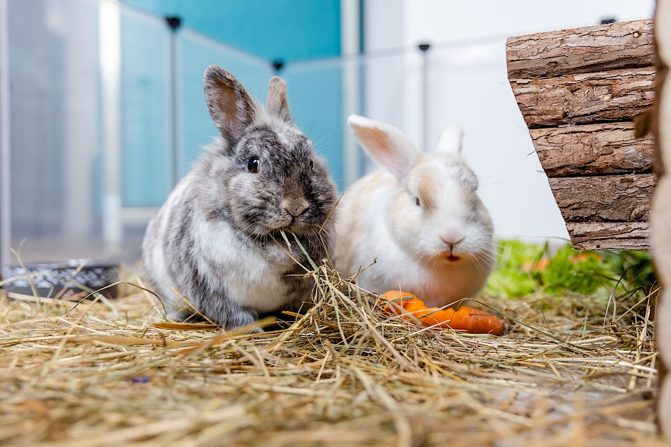 Hasen ernaehrungsberatung