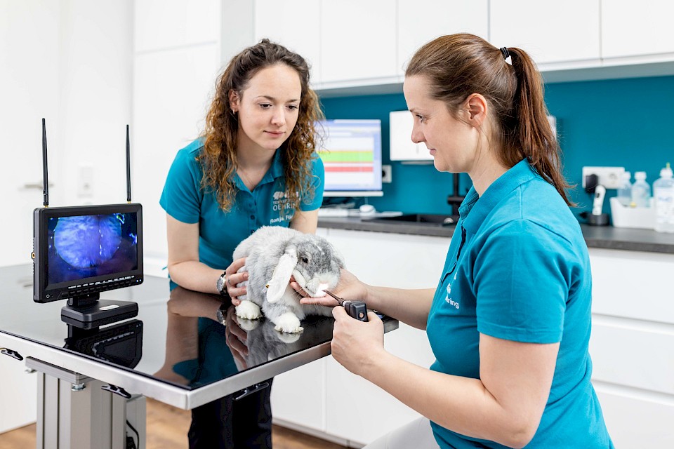 Gesundheitscheck an Hasen